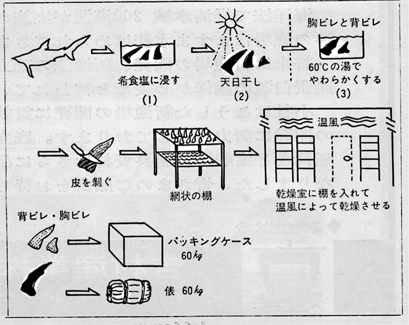 図2：フカヒレ加工