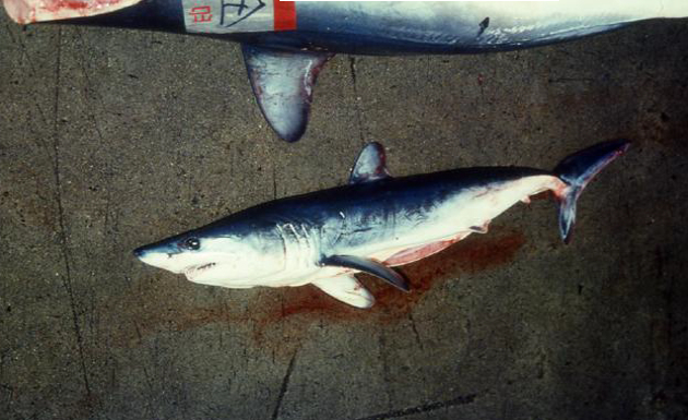 上、アオザメ成魚(部分)／下、アオザメ幼魚