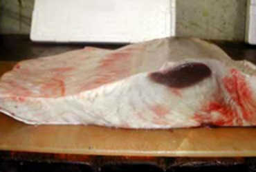 モウカ肉