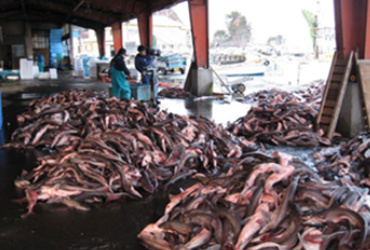 三厩漁協 陸揚げ風景1