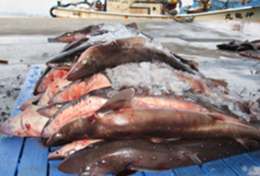 三厩漁協 陸揚げ風景2