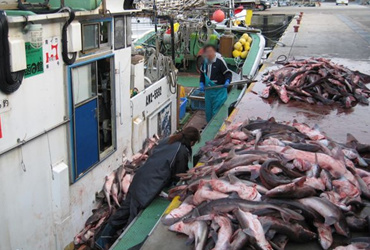 三厩漁協 陸揚げ風景3