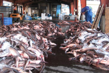 三厩漁協 陸揚げ風景4